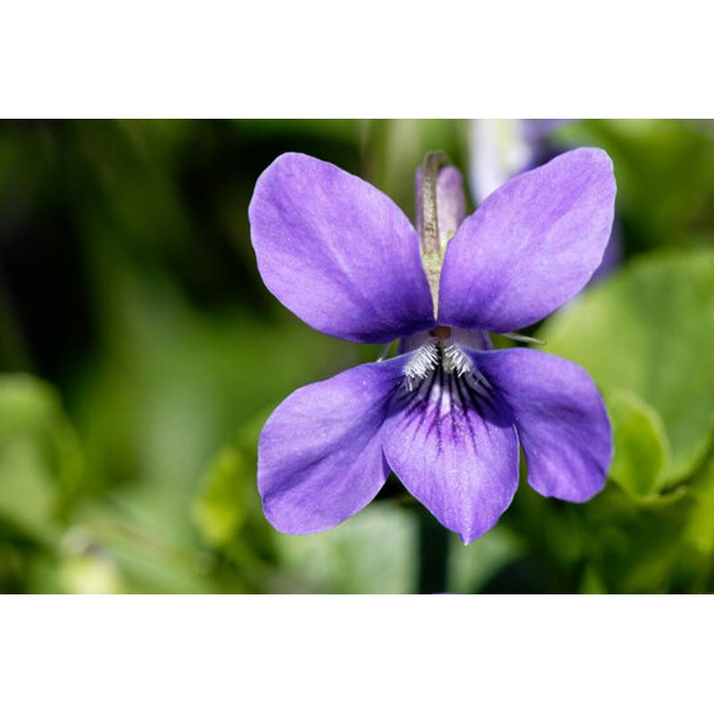 Candela in cera di soia in latta