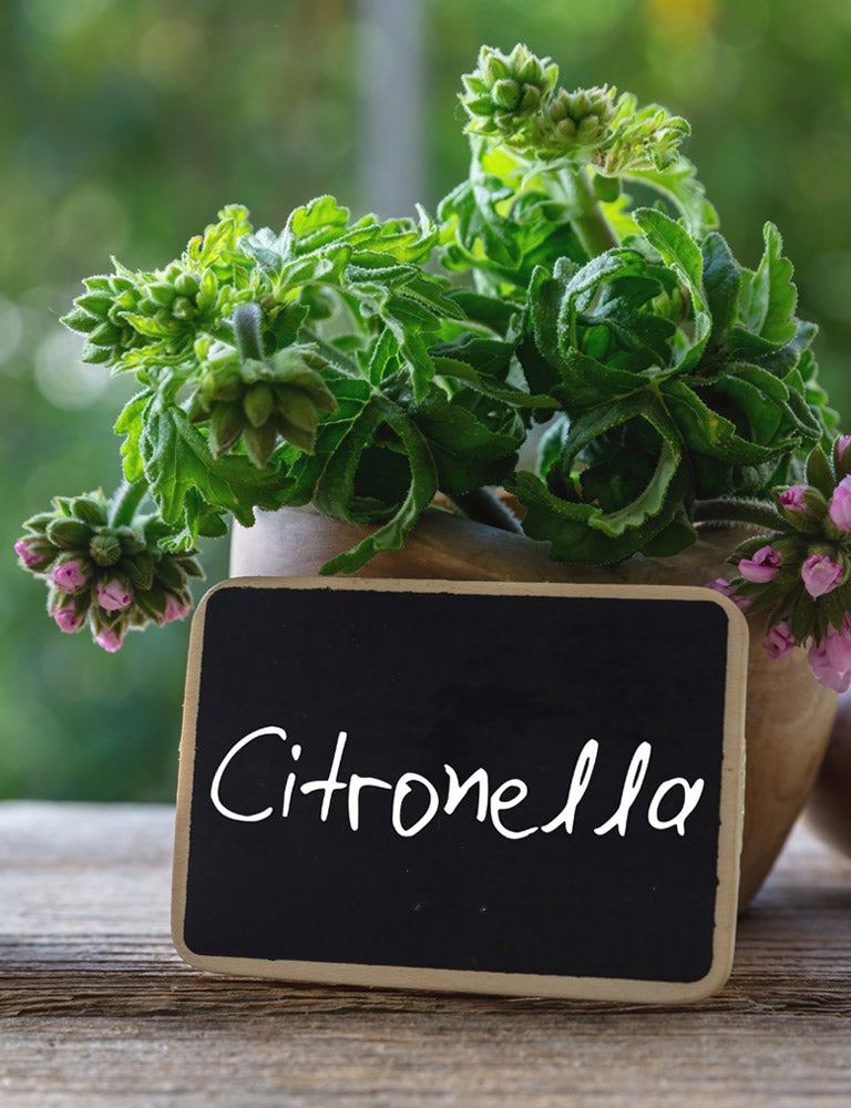 Candela in cera di soia in vetro