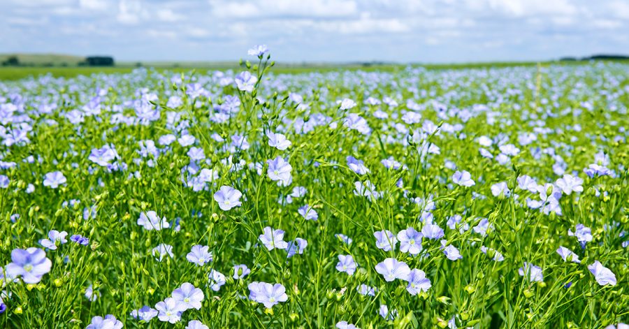 Candela in cera di soia in vetro